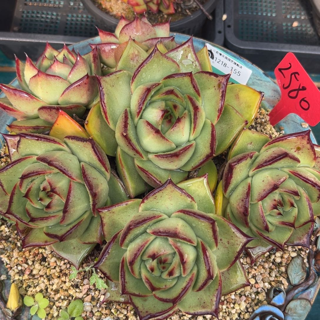 从前慢花园多肉编号1218-155