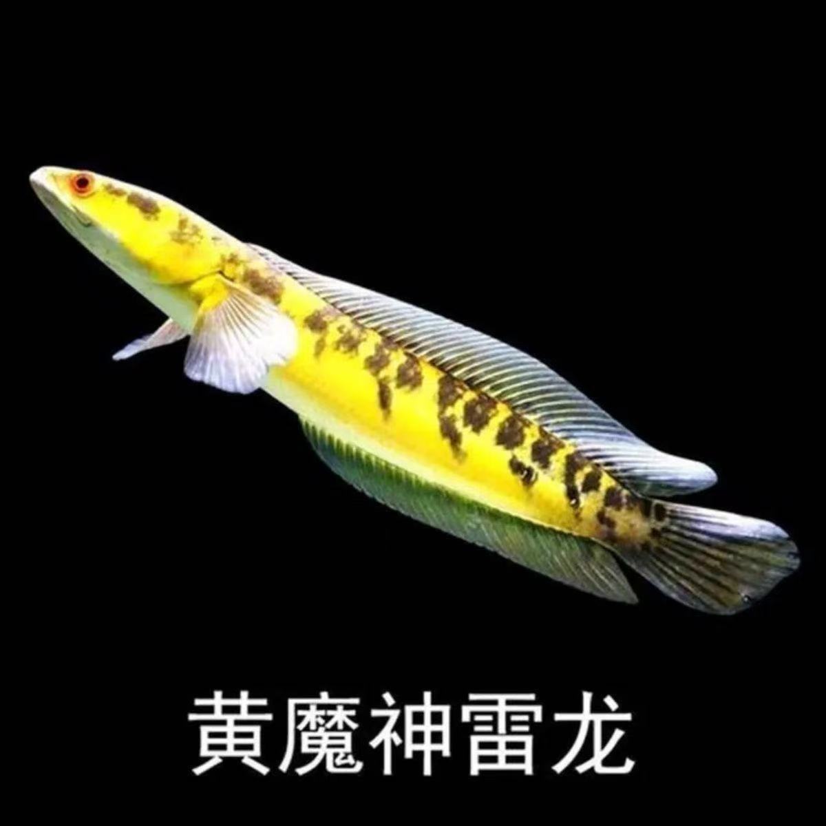 直播链接下单请咨询客服雷龙鱼大型猛鱼