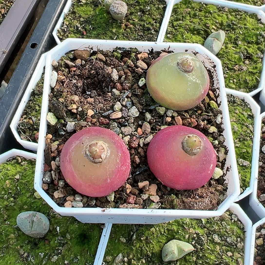 山***。专拍 多肉肉锥 灯泡