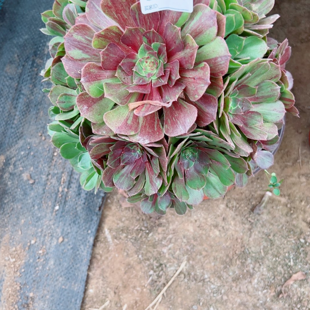 姗***姗171花月夜多肉植物