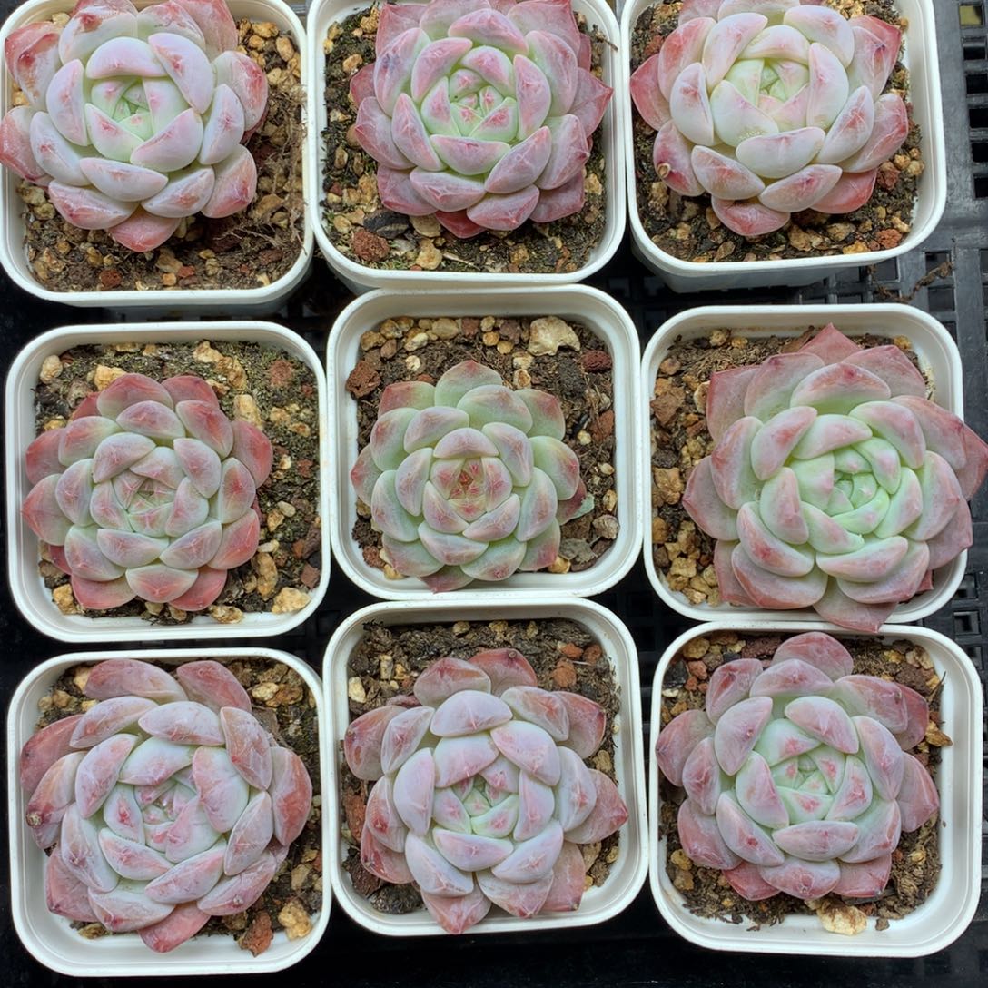 1121-95 套餐一组