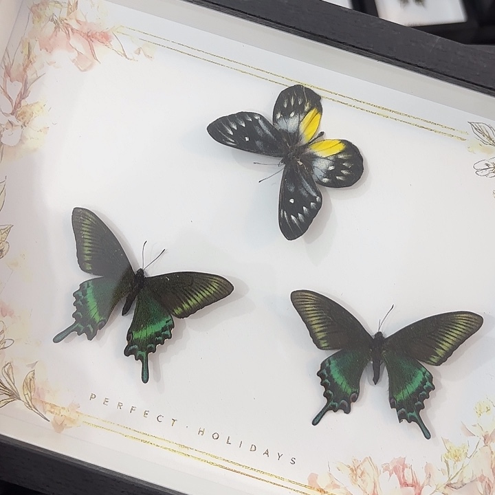 a4三蝶其中两只绿带