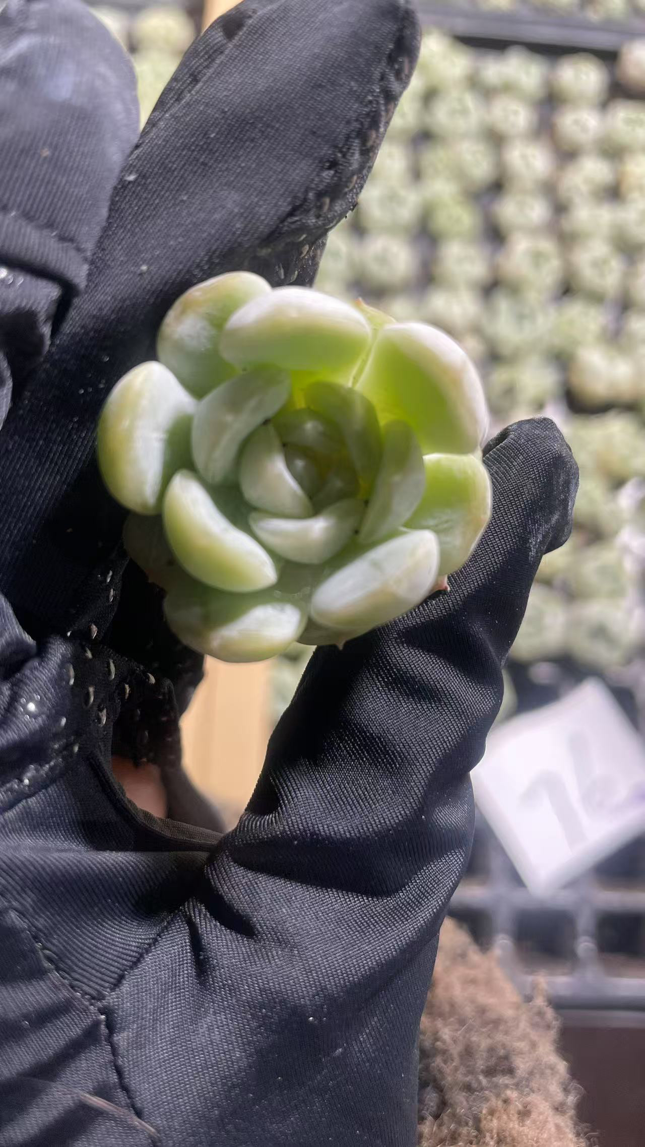 76哈尼多肉植物2颗