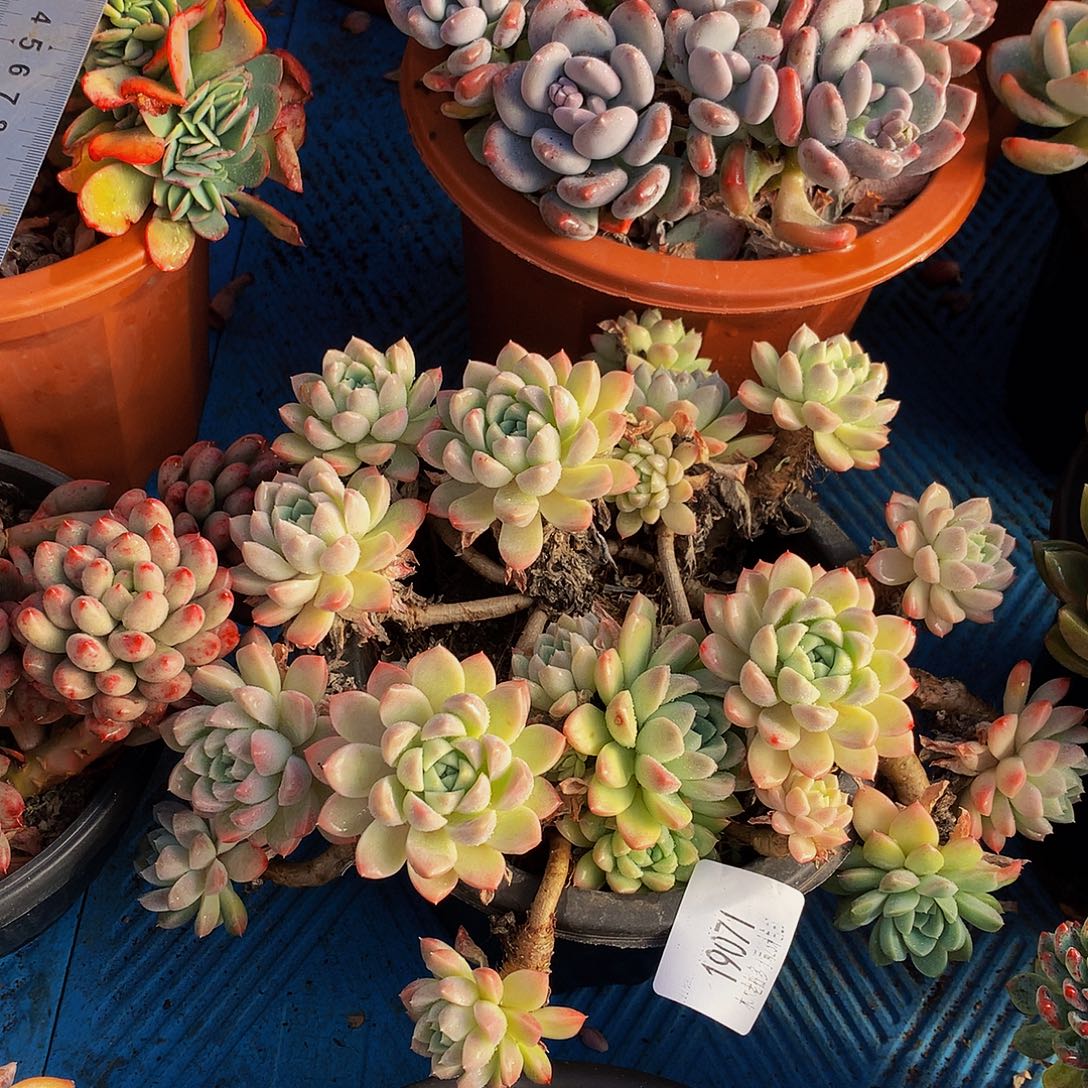     奶油美人多肉19071