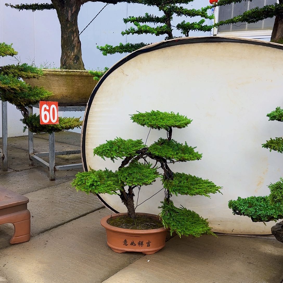 开***爸无花朵盆景直播间