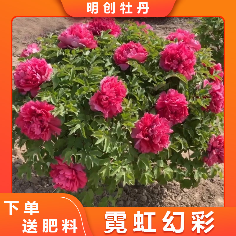 【霓虹焕彩】国产红色系重瓣牡丹