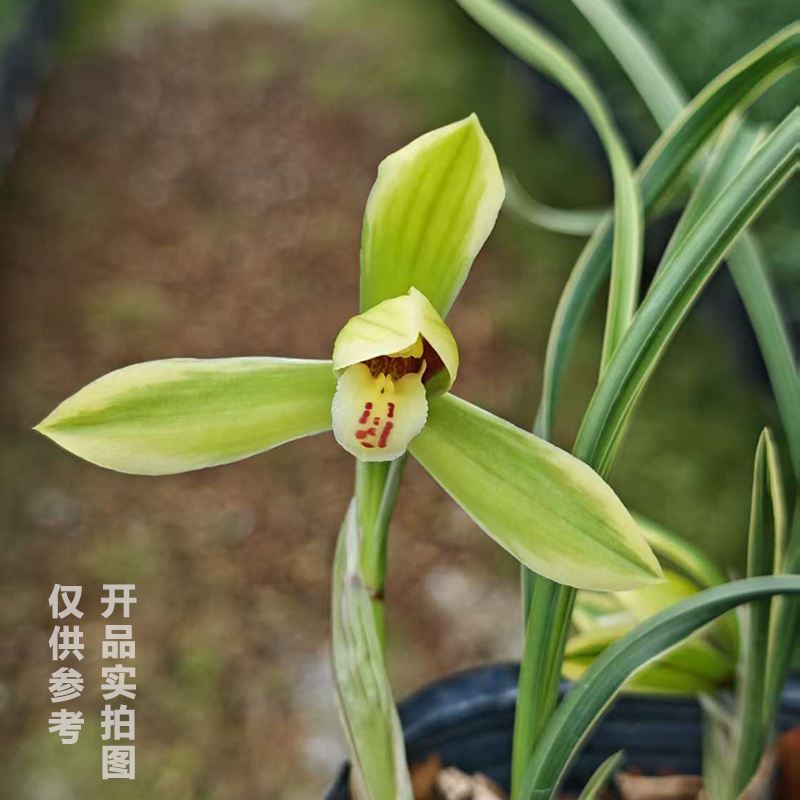 春兰[皎月]兰花 浓香型兰花 花期11-2月