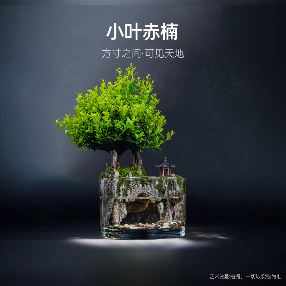 【雾隐】畔山-悬亭—精选小叶赤楠整套成品真植物【尺寸：13*8】