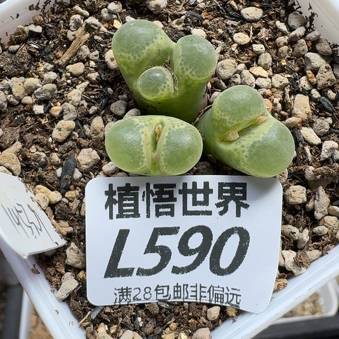 多肉植物的人啊fbb