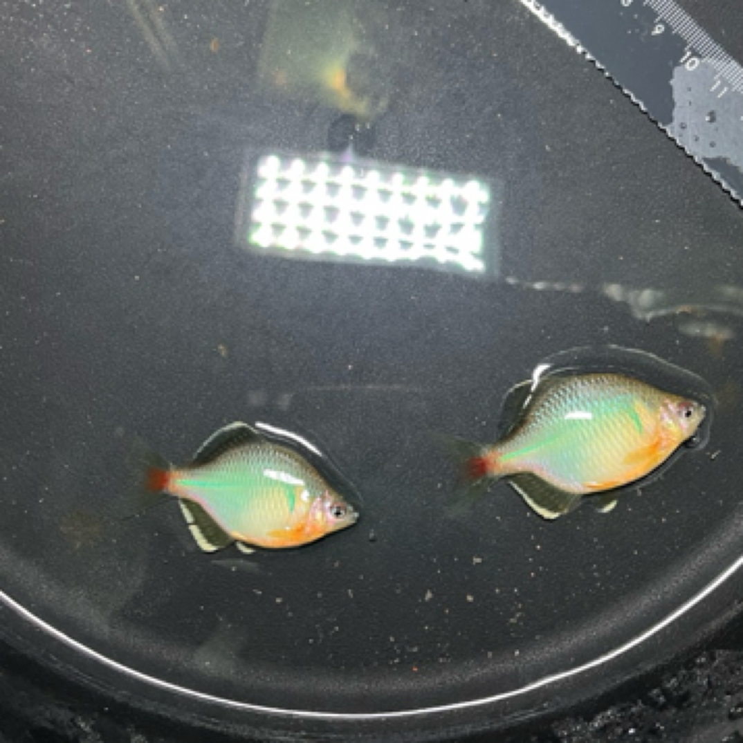 江西白边鳑鲏黄腹原生冷水溪流鱼免加温好养耐活