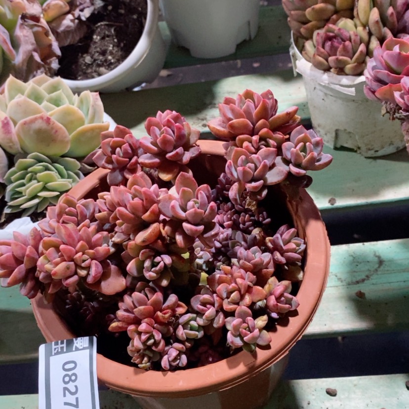 【闪购商品】紫心0827