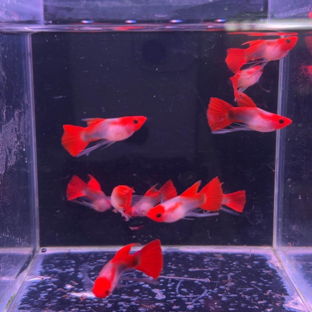 红***红孔雀鱼红头玻璃猫长公10条