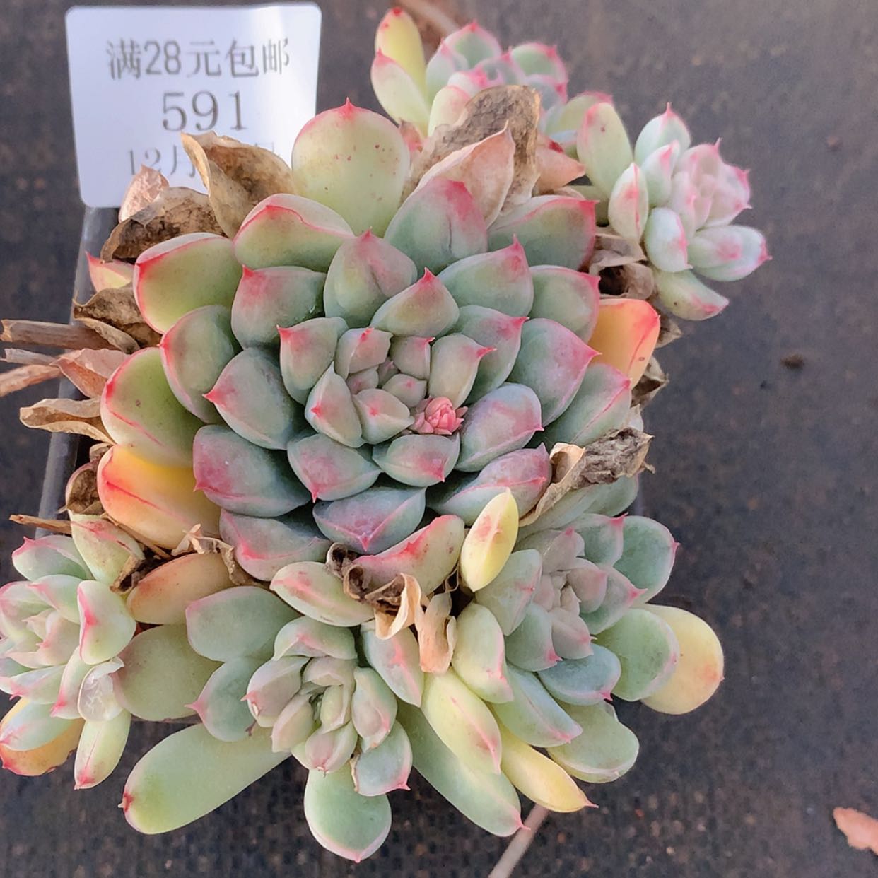 【闪购商品】云591号