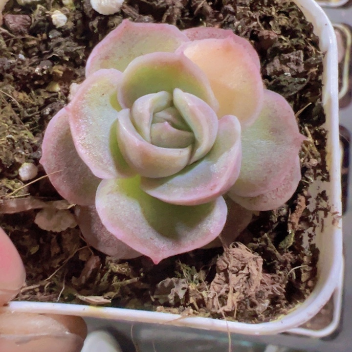 水晶虾饺精品多肉植物