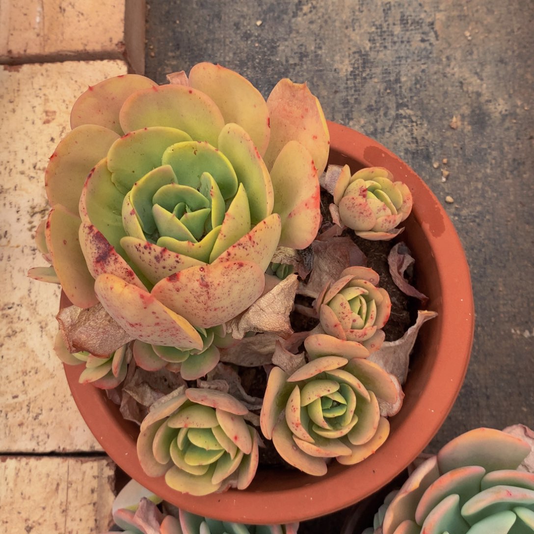 碧桃群生多肉植物