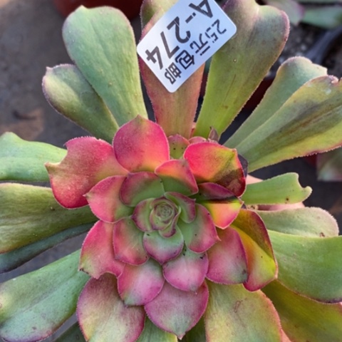 274绍羞七彩返祖满25包邮多肉