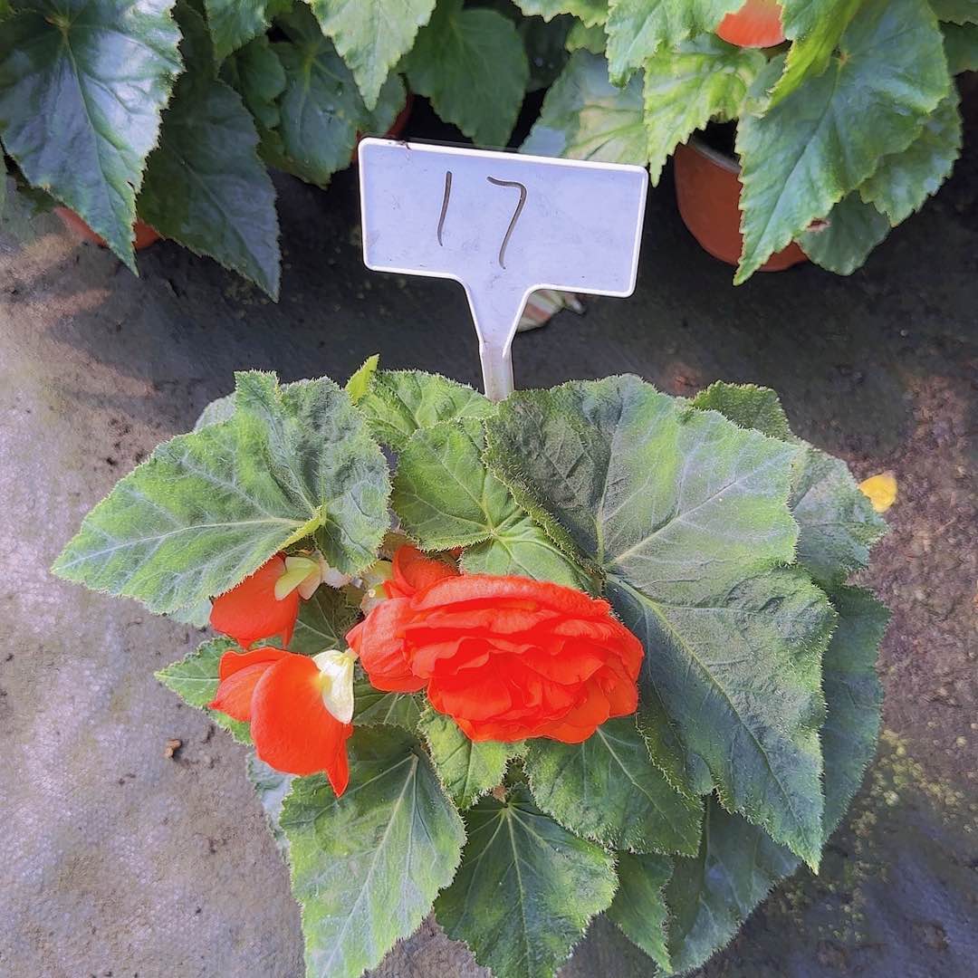 无花朵夫妻海棠种球系列17