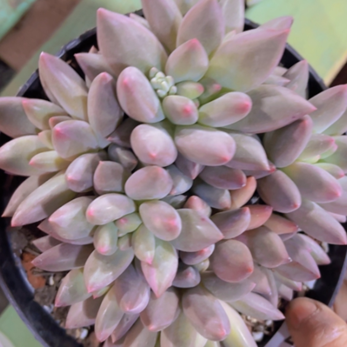 【闪购商品】金鱼姬17267