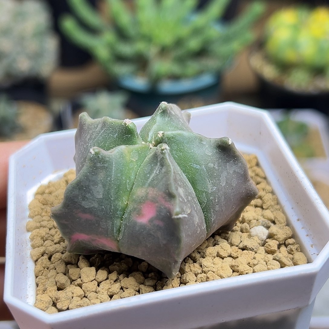 龟甲鸾凤玉肌锦一颗