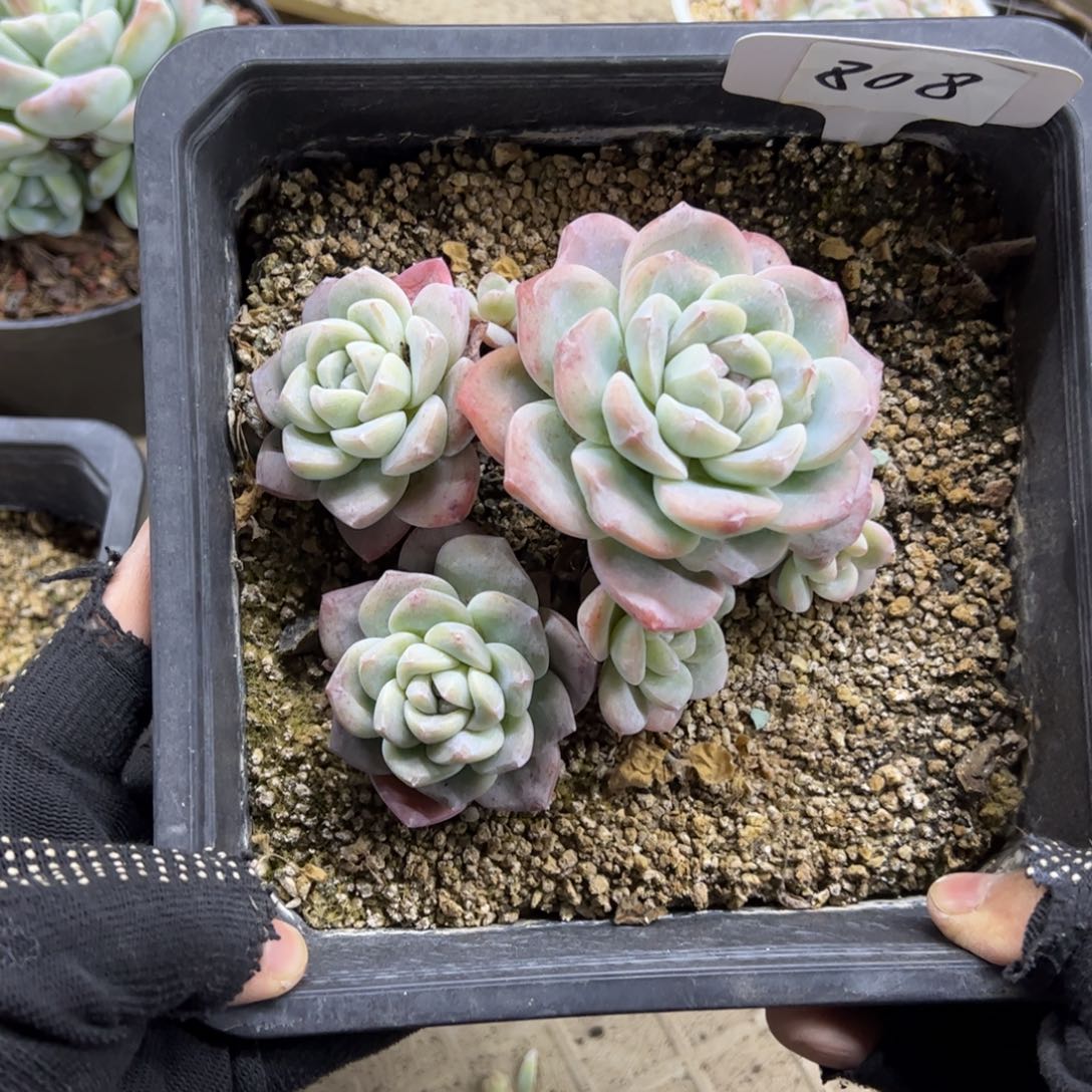 红陶桑*808号多肉植物