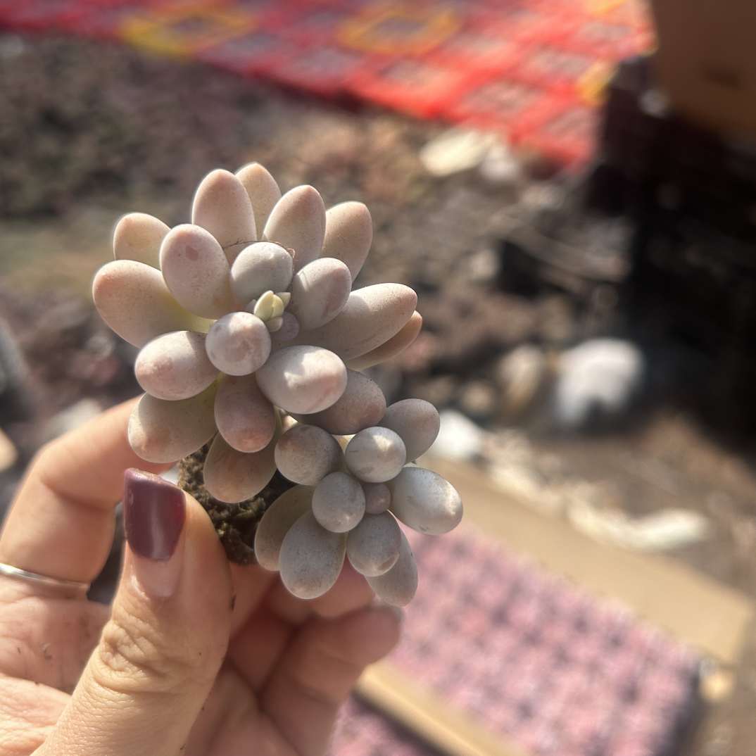 多肉 清货迷你汤圆 单头带崽 穴盘苗（满9.9包邮）