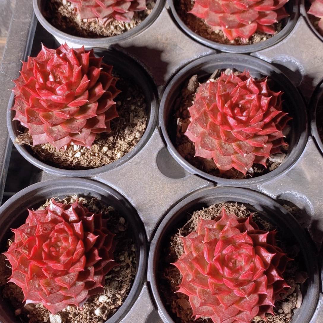 量拍60号 母本红海螺单头两个