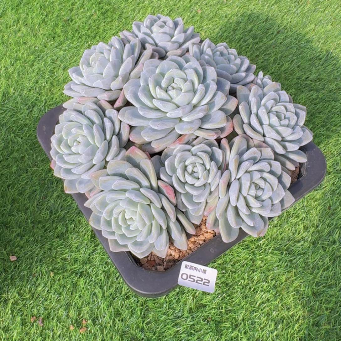 星****多肉植物冰玉群0522