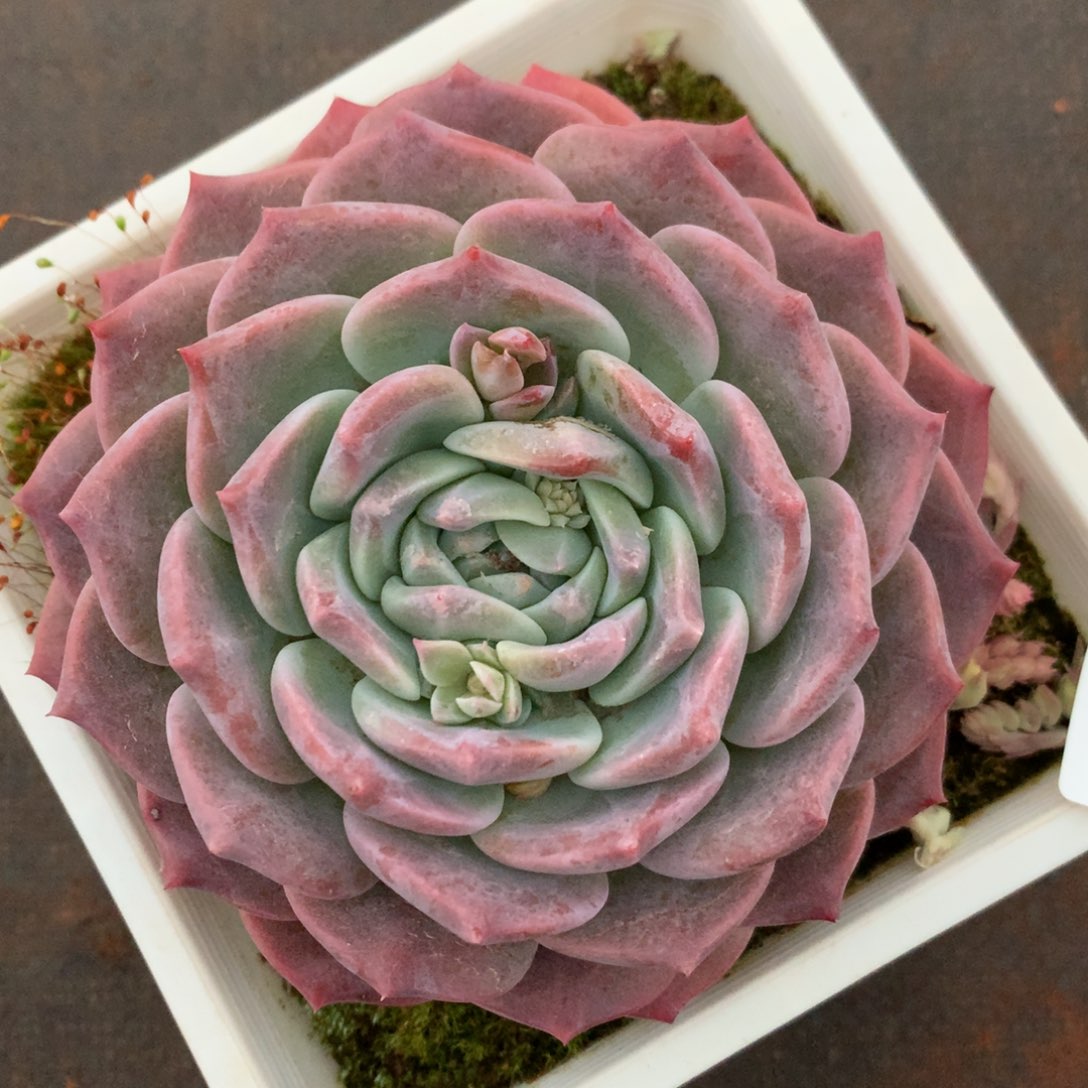 1806杂交精品基地11厘米