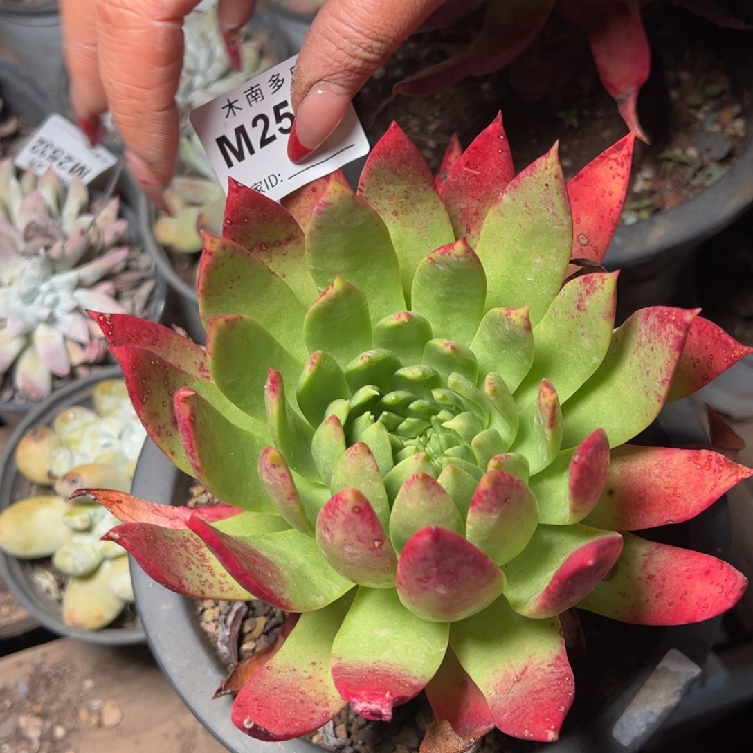 589哈哈哈哈哈哈哈哈多肉