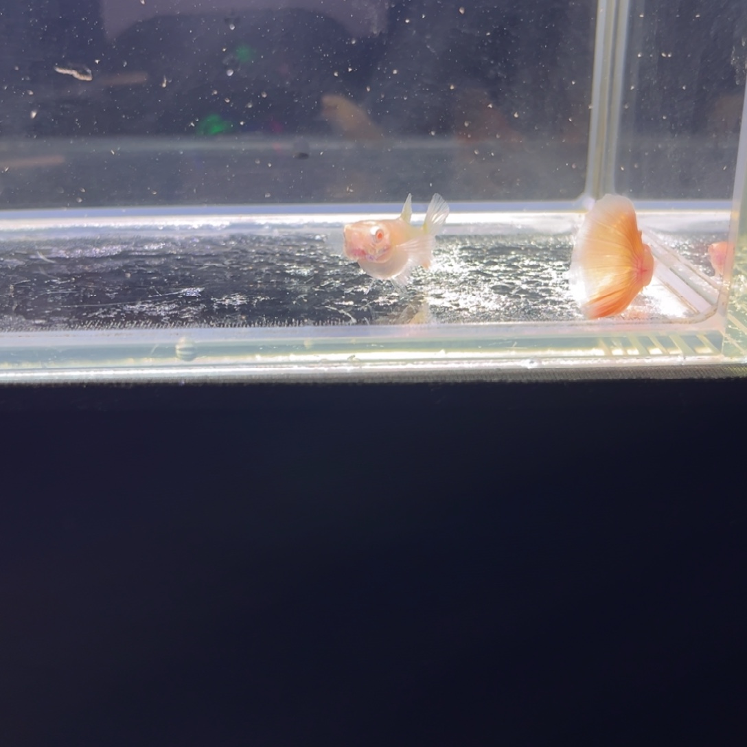 孔雀鱼孔雀鱼孔雀鱼