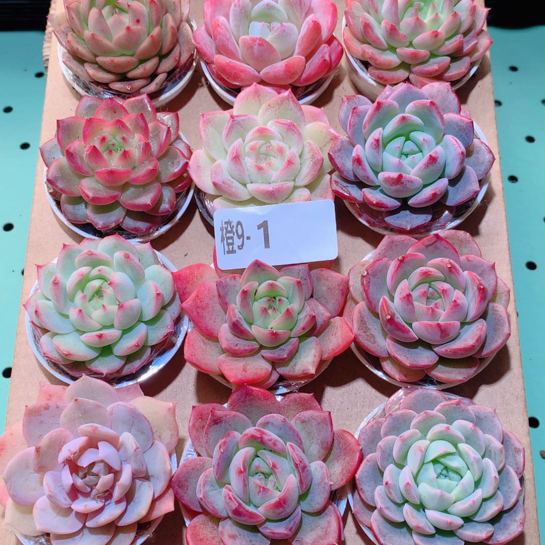 9-1一物一拍多肉带盆18颗
