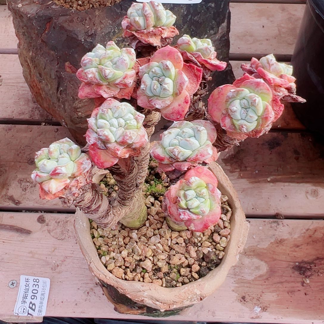 8875苹果叶仙女杯