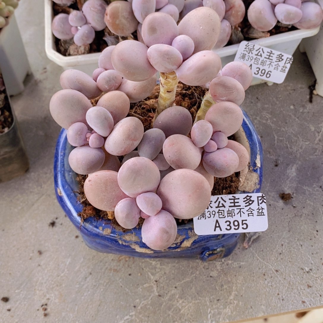 爱****奶酪9cm395多肉植物