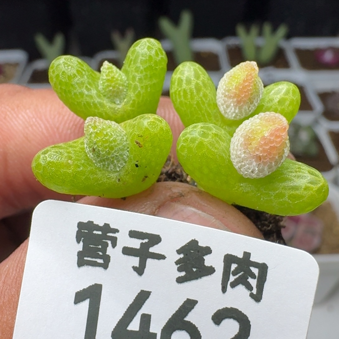 妖奇玉两颗双头。             