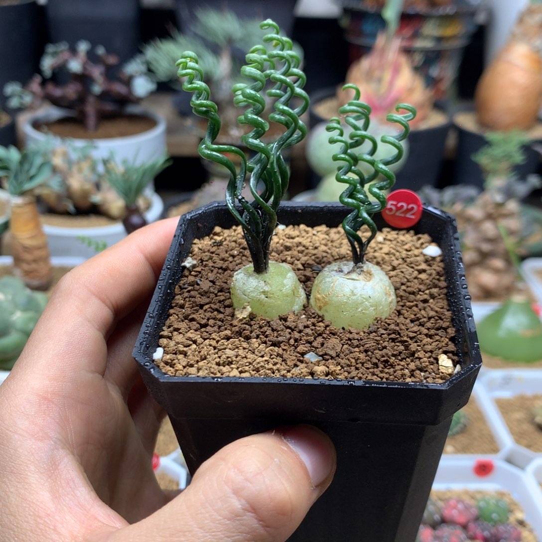 钢丝弹簧草多肉带盆522