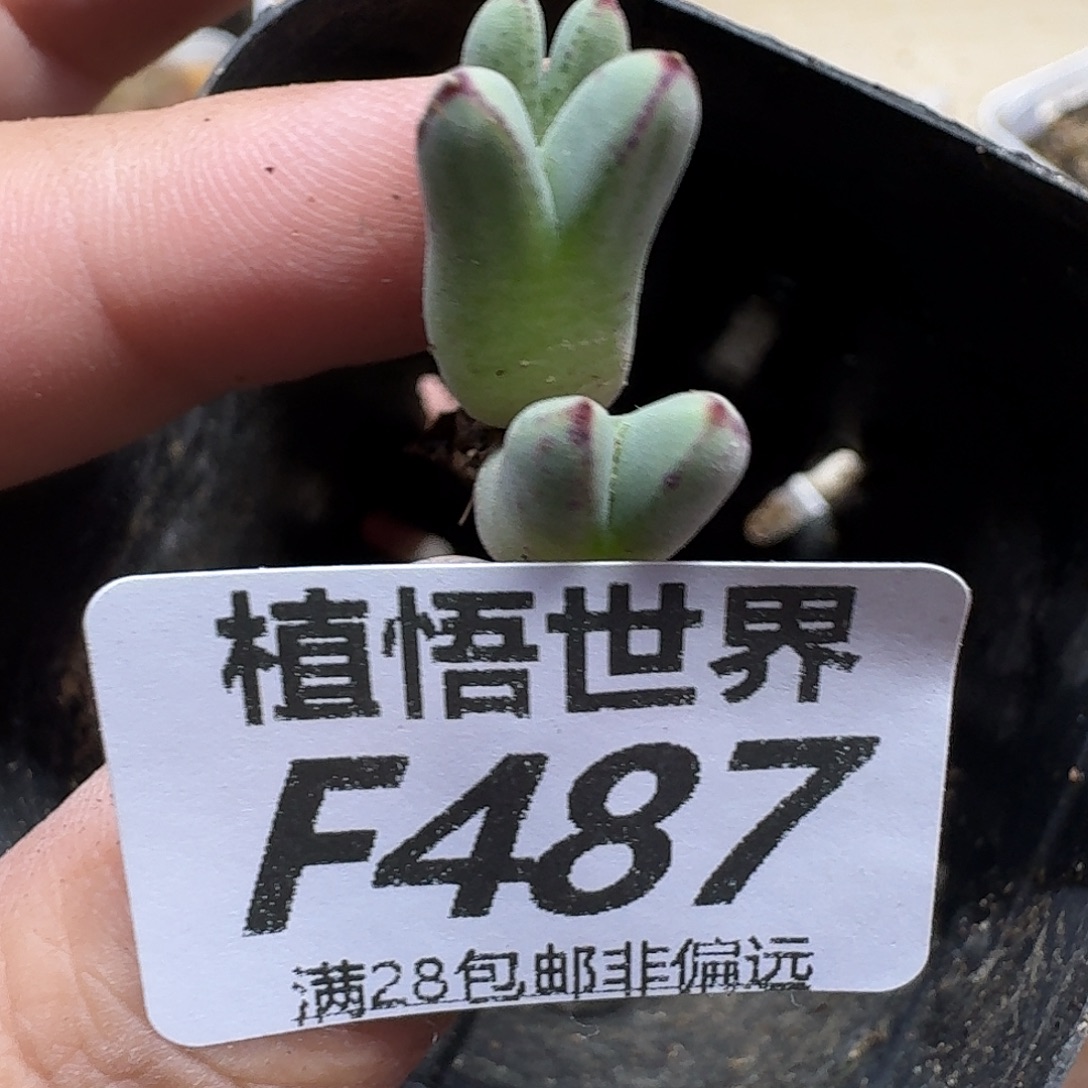 多肉植物的人生法v吧