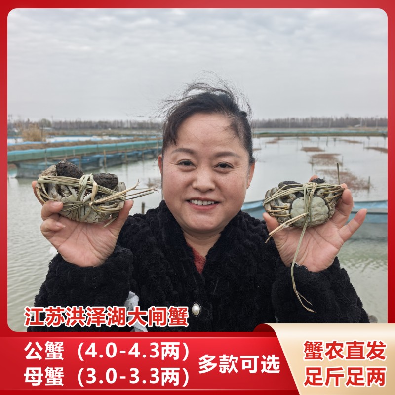 【活蟹】江苏洪泽湖大闸蟹 母3.0-3.3两 公4.0-4.3两 5对 