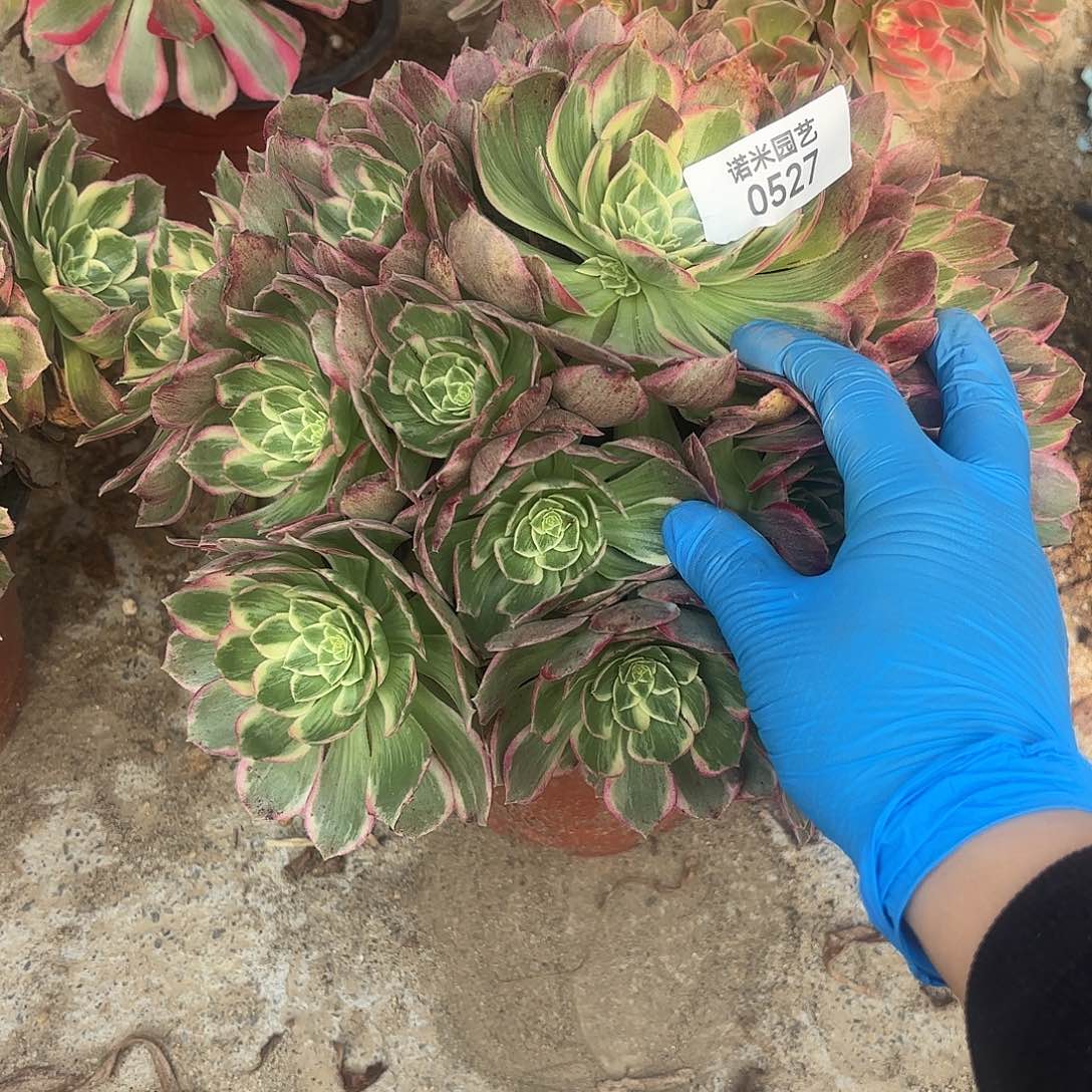 孔雀翎手捧多肉植物527