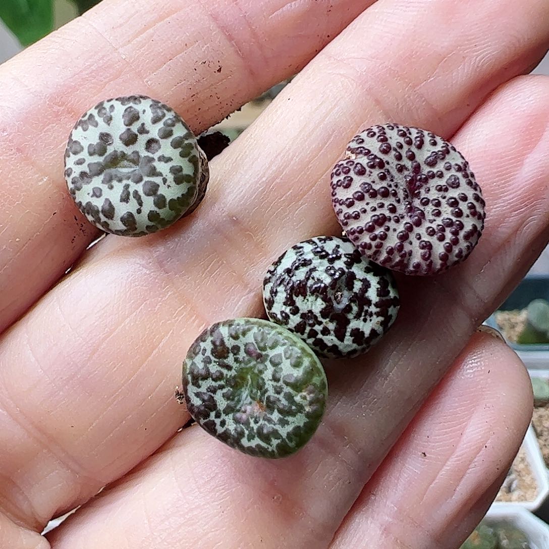 花*?安贞一手包邮……………………