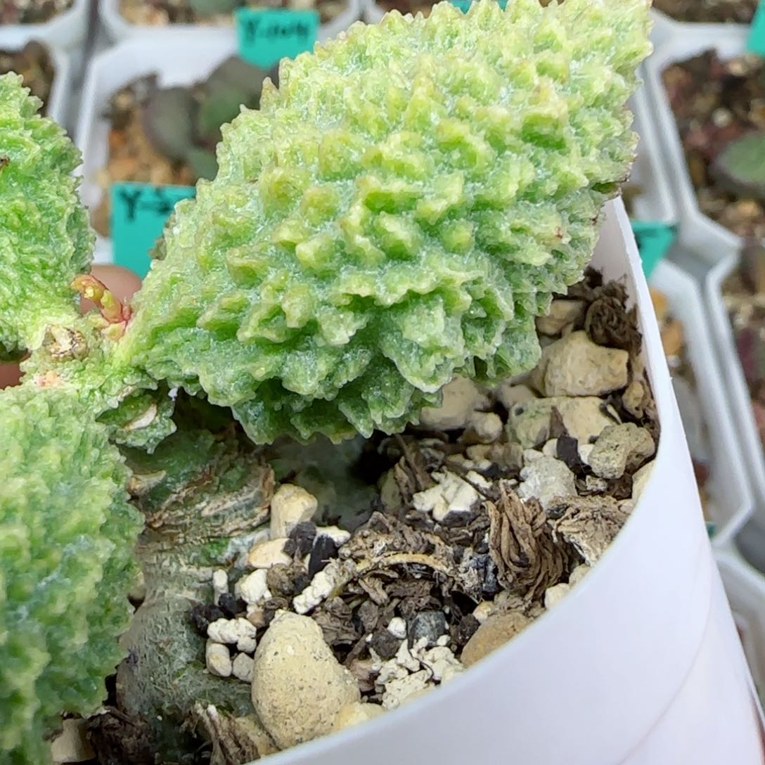 实生大型品种，勾刺大叶片一个，图为母本