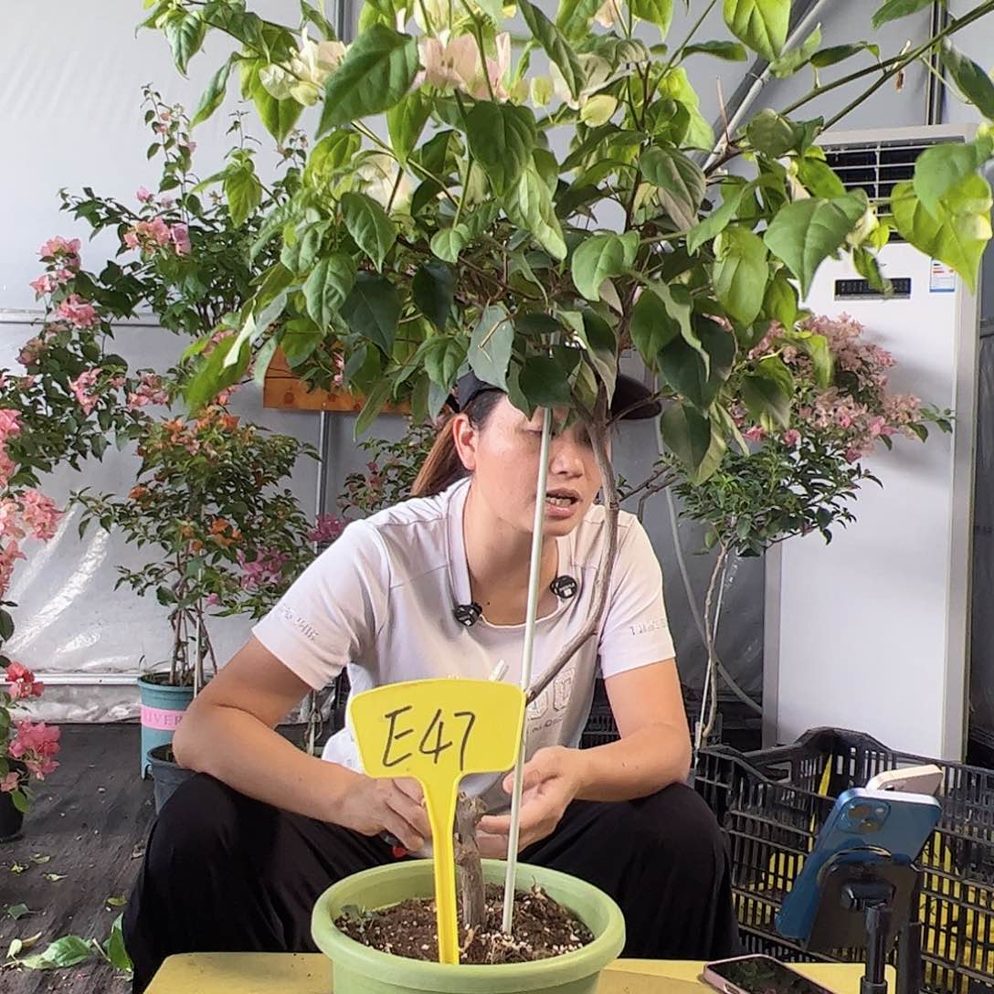 飘***英E47广红英棒棒糖