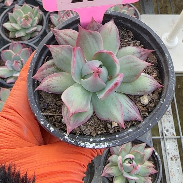 Ⅰ***瑶260 惊鸿仙子多肉植物5-9cm