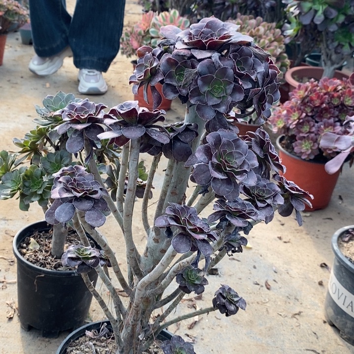 圆叶多肉植物87。 