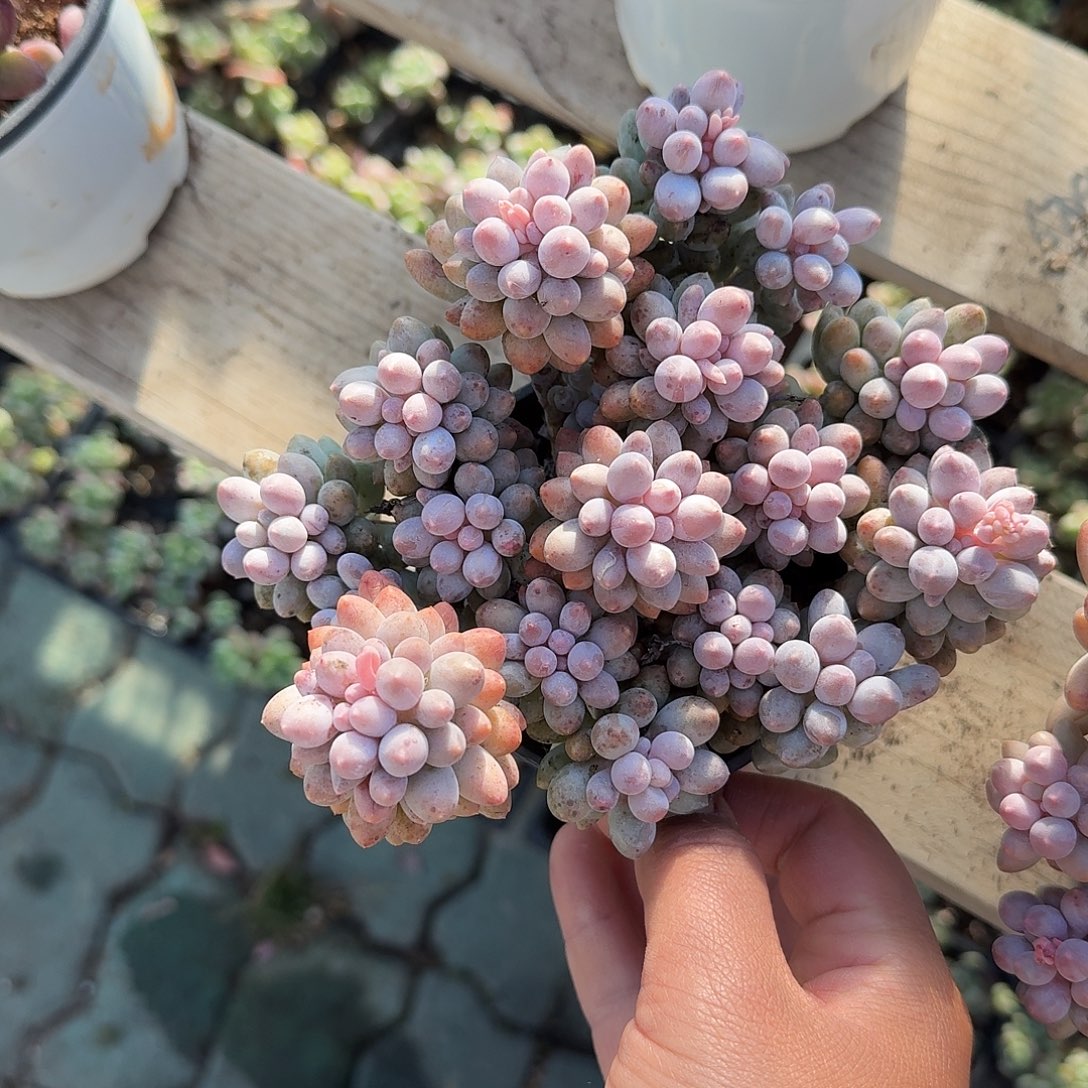 婴儿手指多肉植物