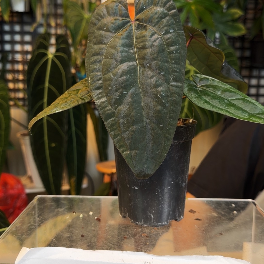 伟***奇完全开放F122午夜魅影