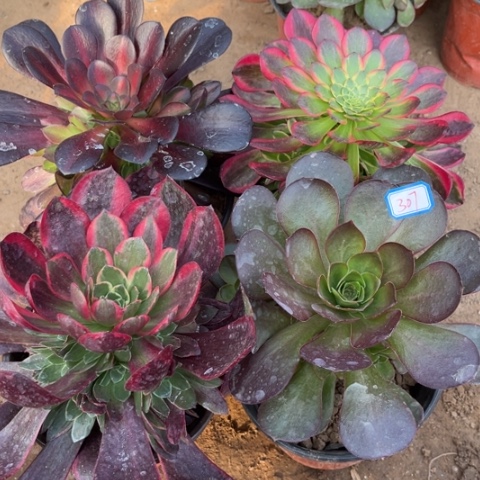 307多肉植物组合