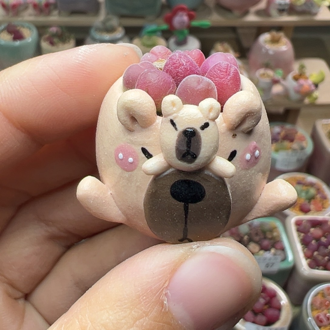 多肉植物64号拇指盆