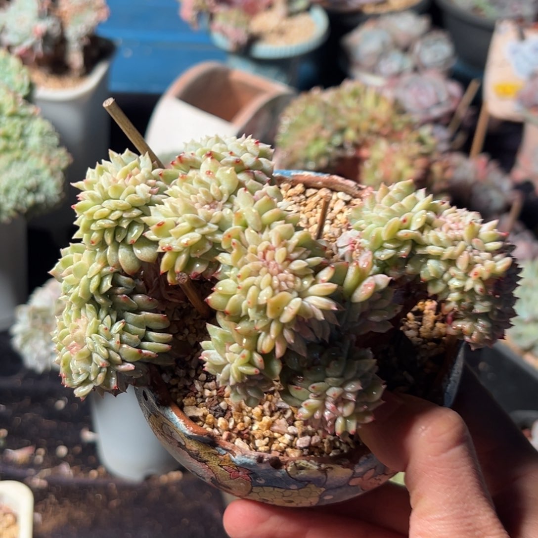 青***衿荷花 新年快乐  新年快乐