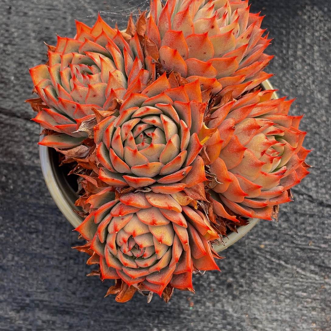 娟*林吉安娜多肉植物