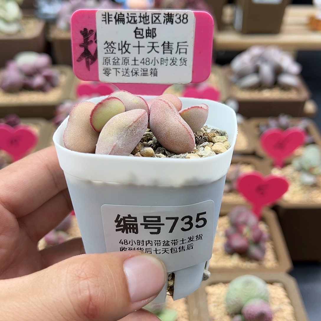 735白肌红蛋多肉植物